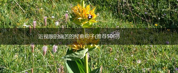 近视眼的痛苦的经典句子(推荐50句),第1张