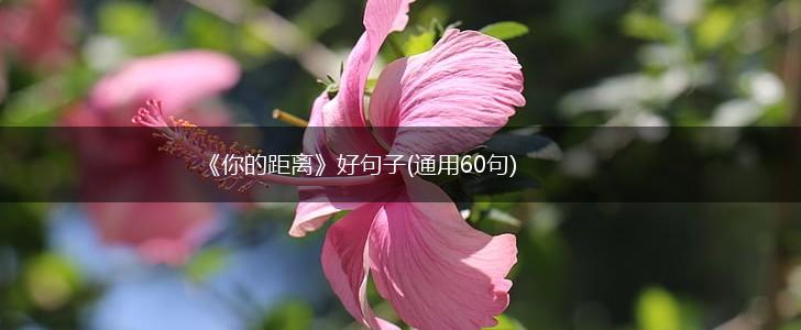 《你的距离》好句子(通用60句),第1张