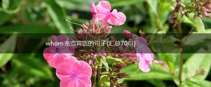 whom充当宾语的句子(汇总70句),第1张