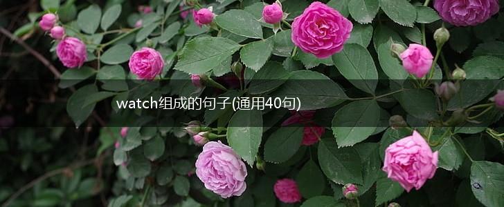 watch组成的句子(通用40句),第1张