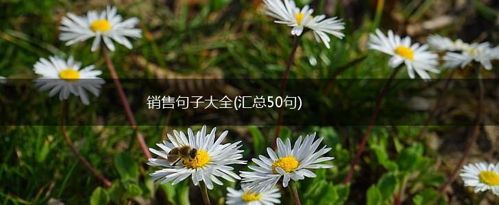 销售句子大全(汇总50句),第1张
