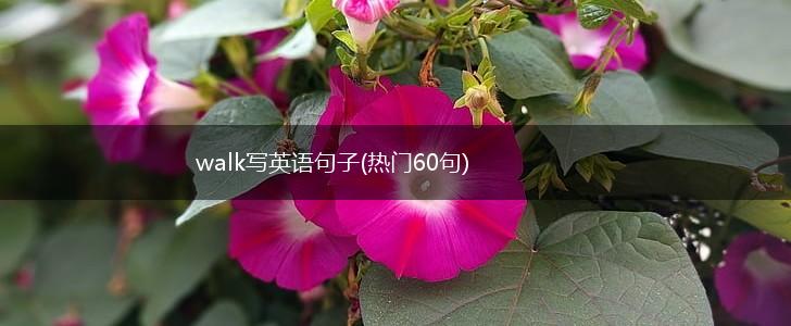 walk写英语句子(热门60句),第1张