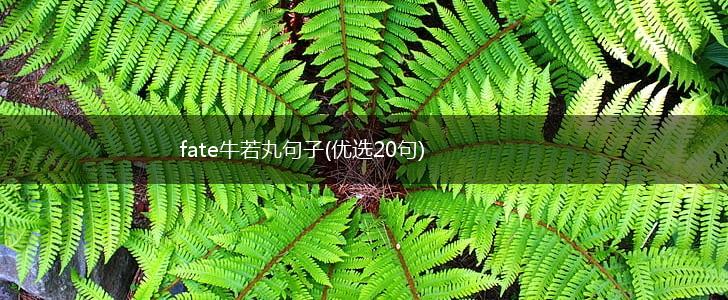 fate牛若丸句子(优选20句),第1张