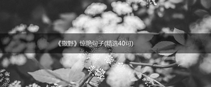 《撒野》惊艳句子(精选40句),第1张