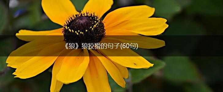 《狼》狼狡猾的句子(60句),第1张