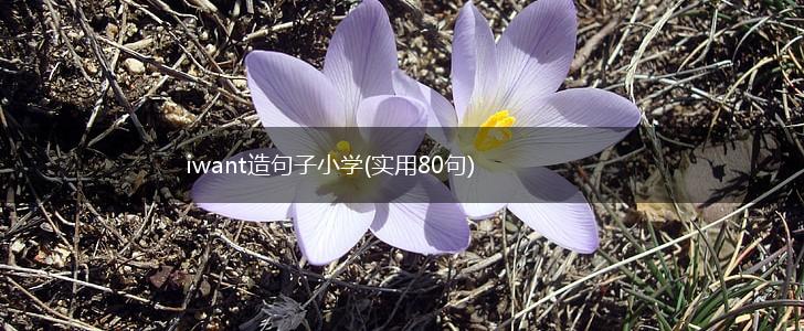 iwant造句子小学(实用80句),第1张