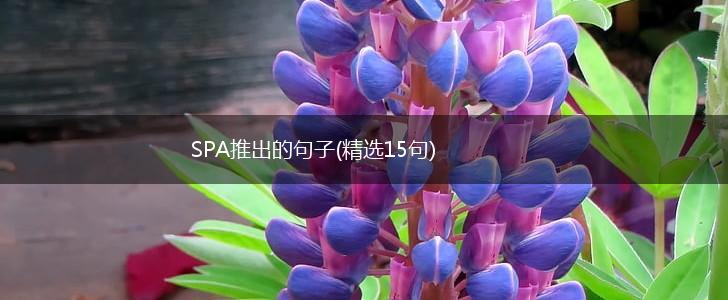 SPA推出的句子(精选15句),第1张