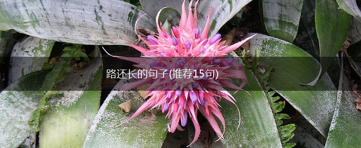 路还长的句子(推荐15句),第1张