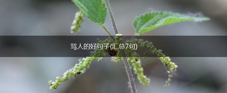 骂人的好句子(汇总7句),第1张