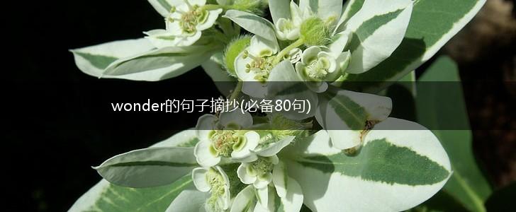 wonder的句子摘抄(必备80句),第1张