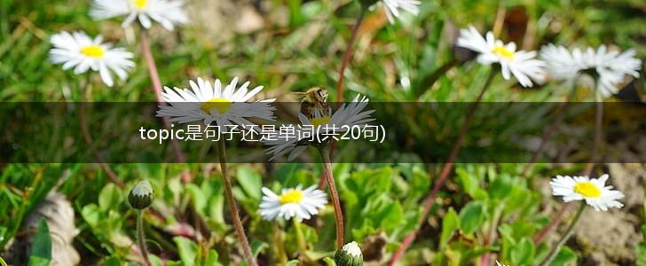 topic是句子还是单词(共20句),第1张