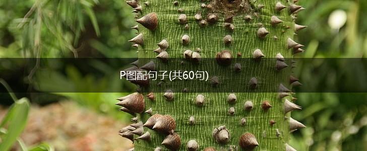 P图配句子(共60句),第1张
