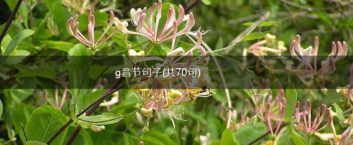 g音节句子(共70句),第1张