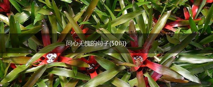 问心无愧的句子(50句),第1张
