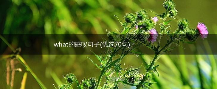 what的感叹句子(优选70句),第1张