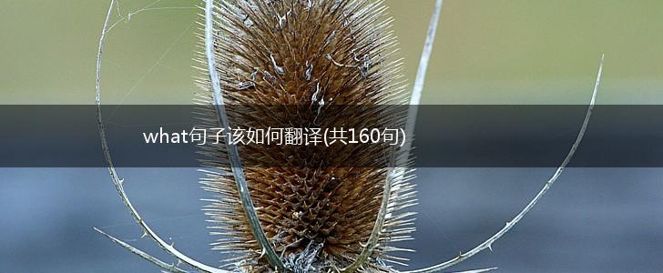 what句子该如何翻译(共160句),第1张