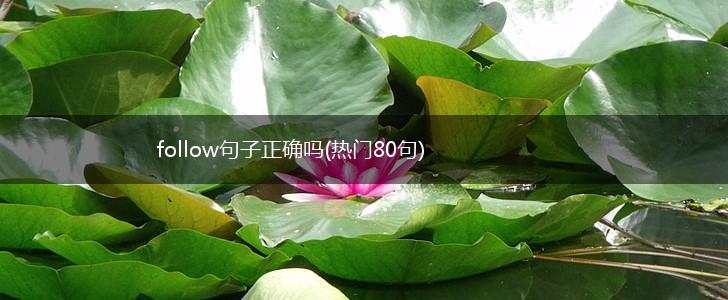 follow句子正确吗(热门80句),第1张