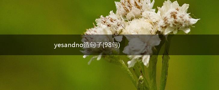 yesandno造句子(98句),第1张