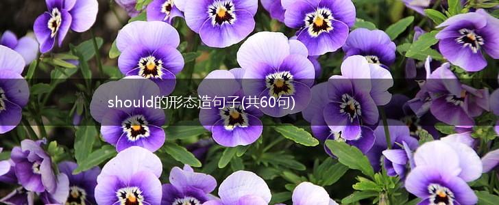 should的形态造句子(共60句),第1张