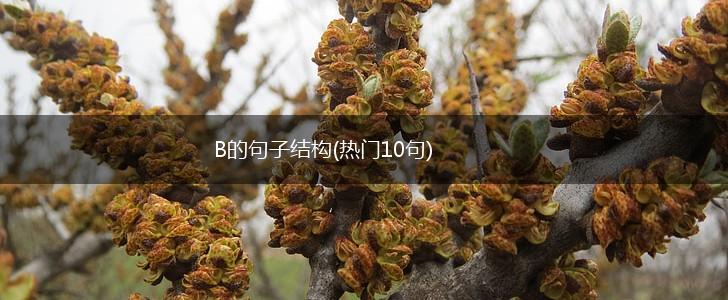 B的句子结构(热门10句),第1张