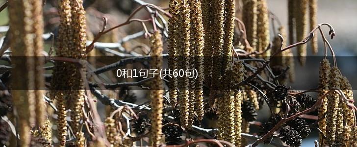 0和1句子(共60句),第1张