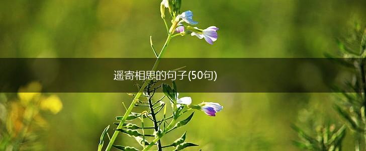 遥寄相思的句子(50句),第1张