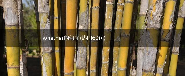 whether的句子(热门60句),第1张