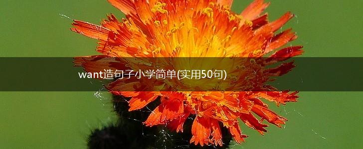 want造句子小学简单(实用50句),第1张