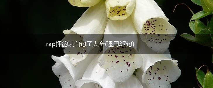 rap押韵表白句子大全(通用37句),第1张