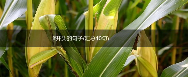 if开头的句子(汇总40句),第1张
