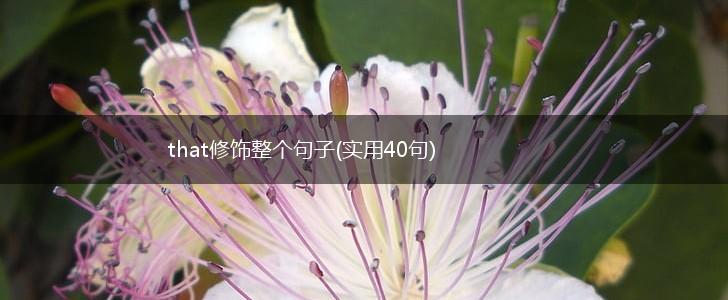 that修饰整个句子(实用40句),第1张
