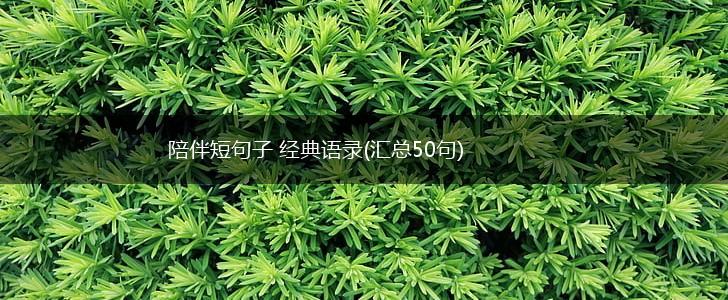 陪伴短句子 经典语录(汇总50句),第1张