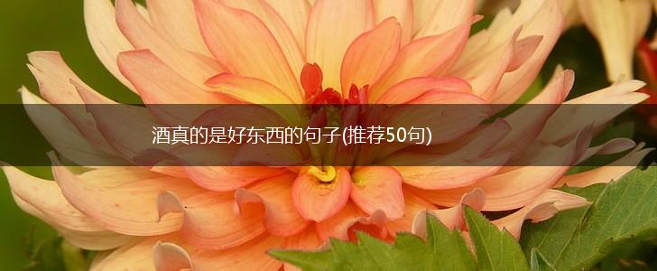 酒真的是好东西的句子(推荐50句),第1张
