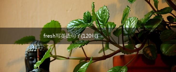fresh写英语句子(120句),第1张