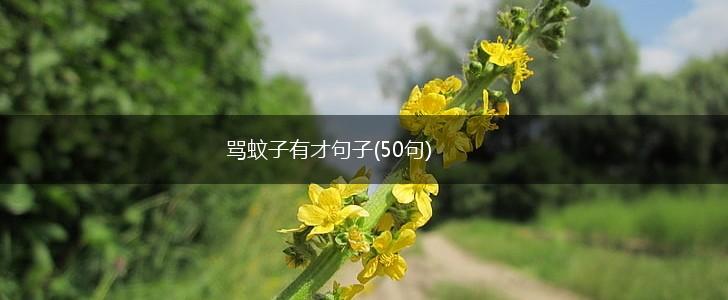 骂蚊子有才句子(50句),第1张