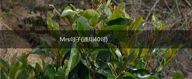 Mrs句子(通用40句),第1张