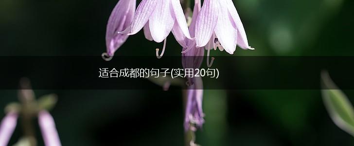 适合成都的句子(实用20句),第1张