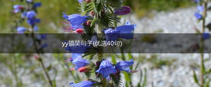 yy搞笑句子(优选40句),第1张