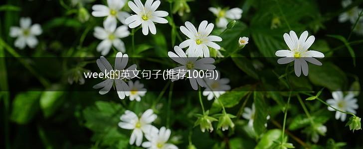 week的英文句子(推荐100句),第1张