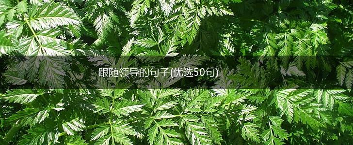 跟随领导的句子(优选50句),第1张
