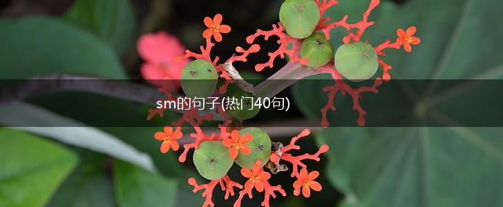 sm的句子(热门40句),第1张