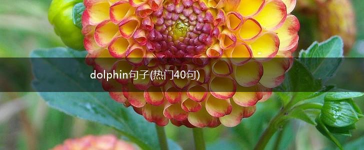 dolphin句子(热门40句),第1张