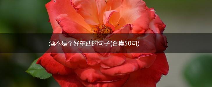 酒不是个好东西的句子(合集50句),第1张