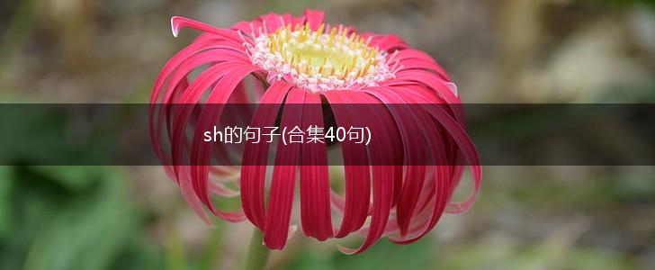 sh的句子(合集40句),第1张