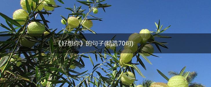 《好想你》的句子(精选70句),第1张