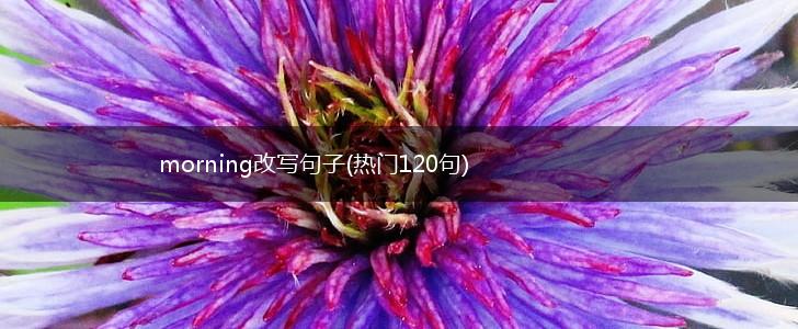 morning改写句子(热门120句),第1张