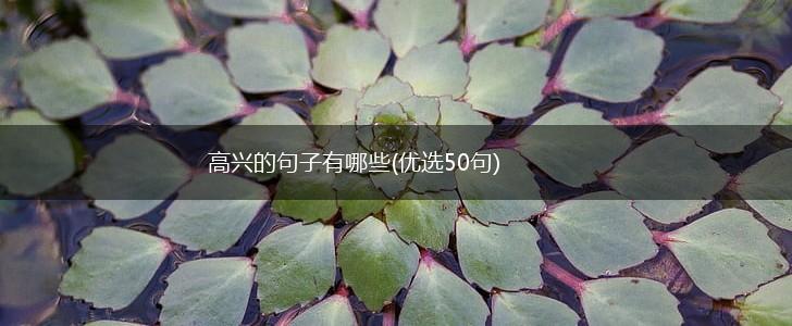 高兴的句子有哪些(优选50句),第1张