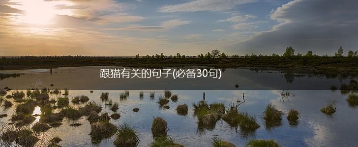 跟猫有关的句子(必备30句),第1张