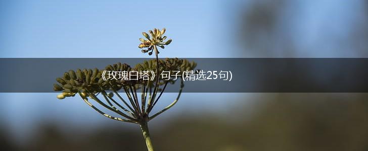 《玫瑰白塔》句子(精选25句),第1张