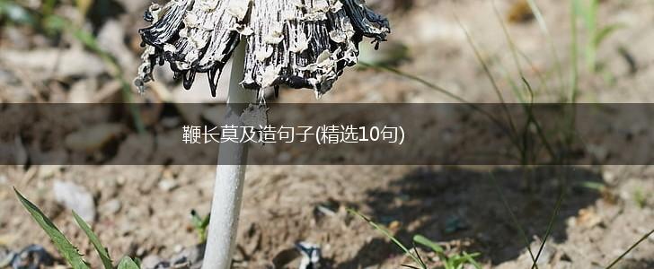 鞭长莫及造句子(精选10句),第1张